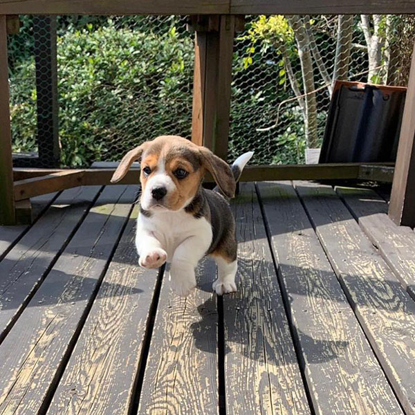 Oliver Beagle

