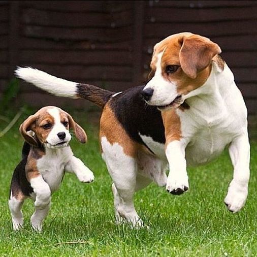 Beagle Puppy to Buy
