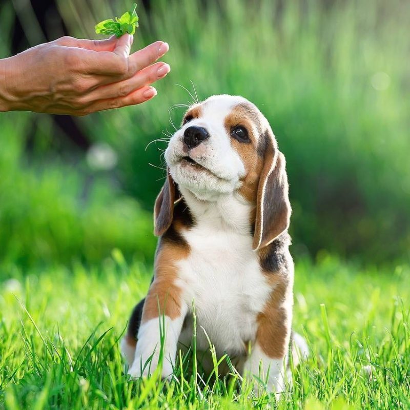 Beagle Puppies Lemon