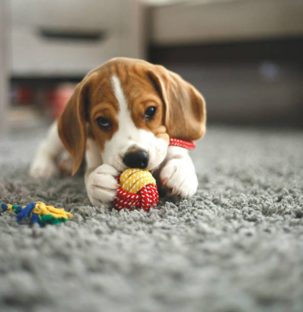 Buy Beagle Puppy
