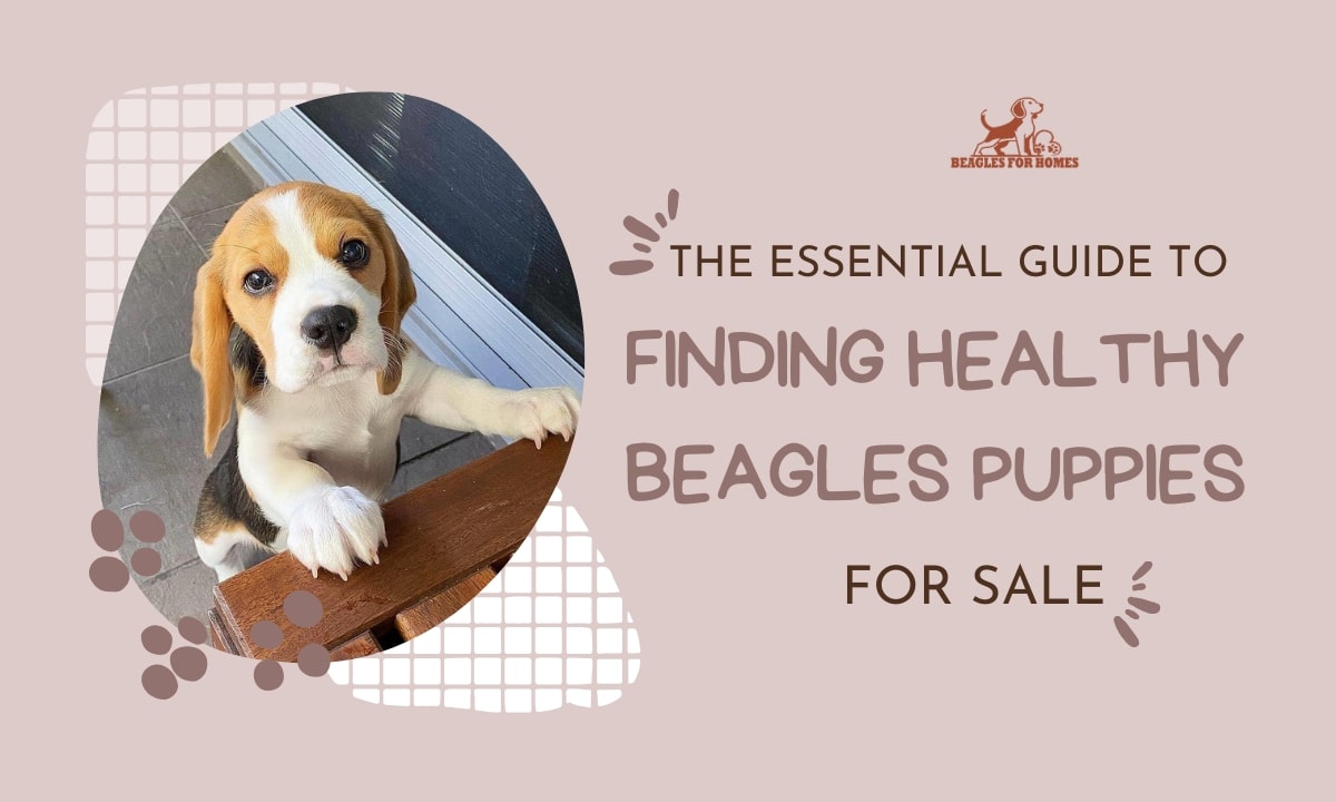 Beagle Puppies for Sale