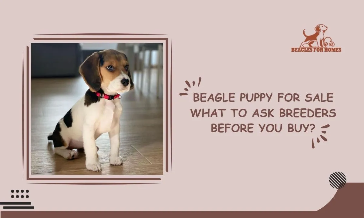 Beagle Puppy for Sale