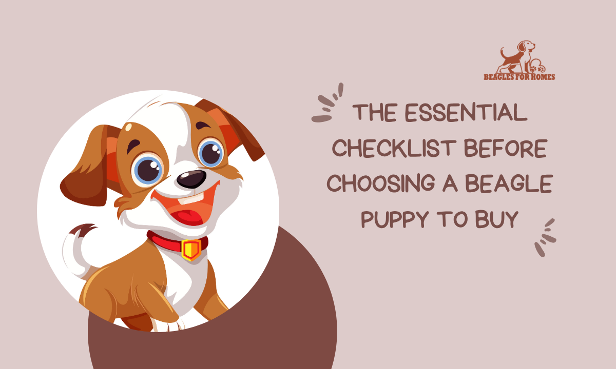 Beagle Puppy to Buy