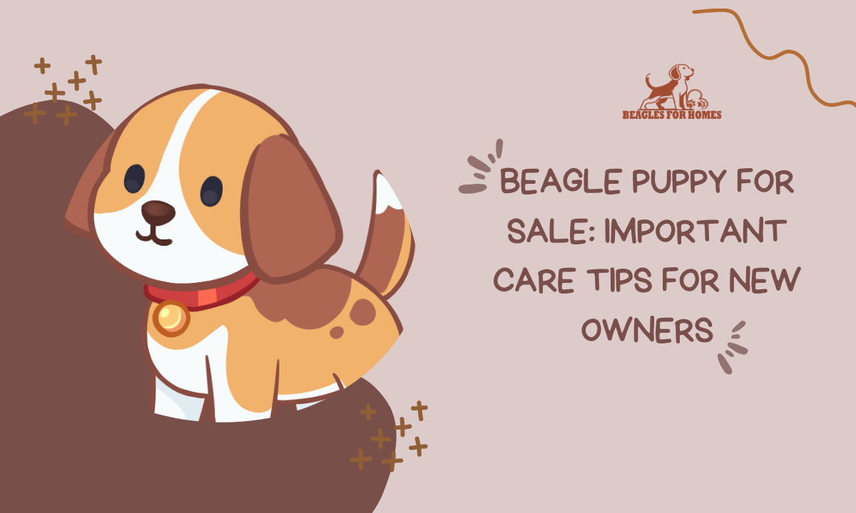 Beagle Puppy for Sale