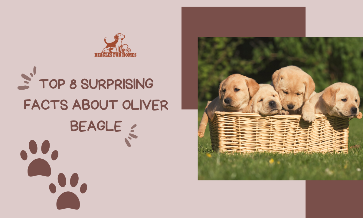 Oliver Beagle