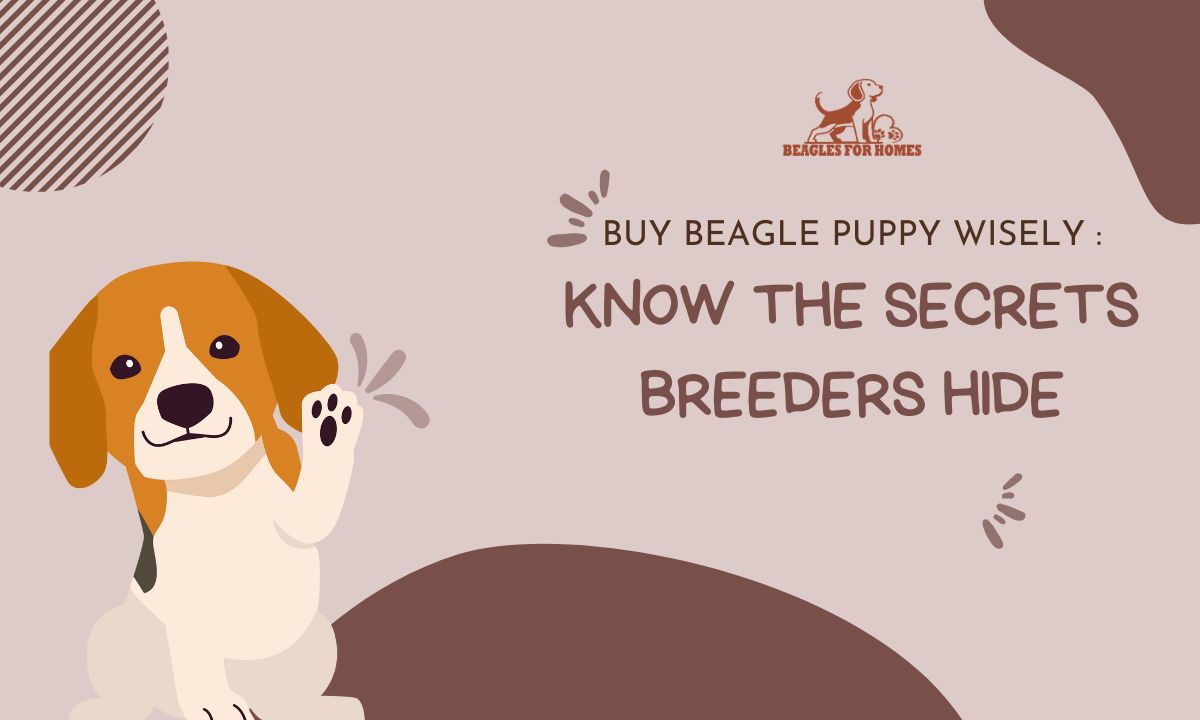 Buy Beagle Puppy