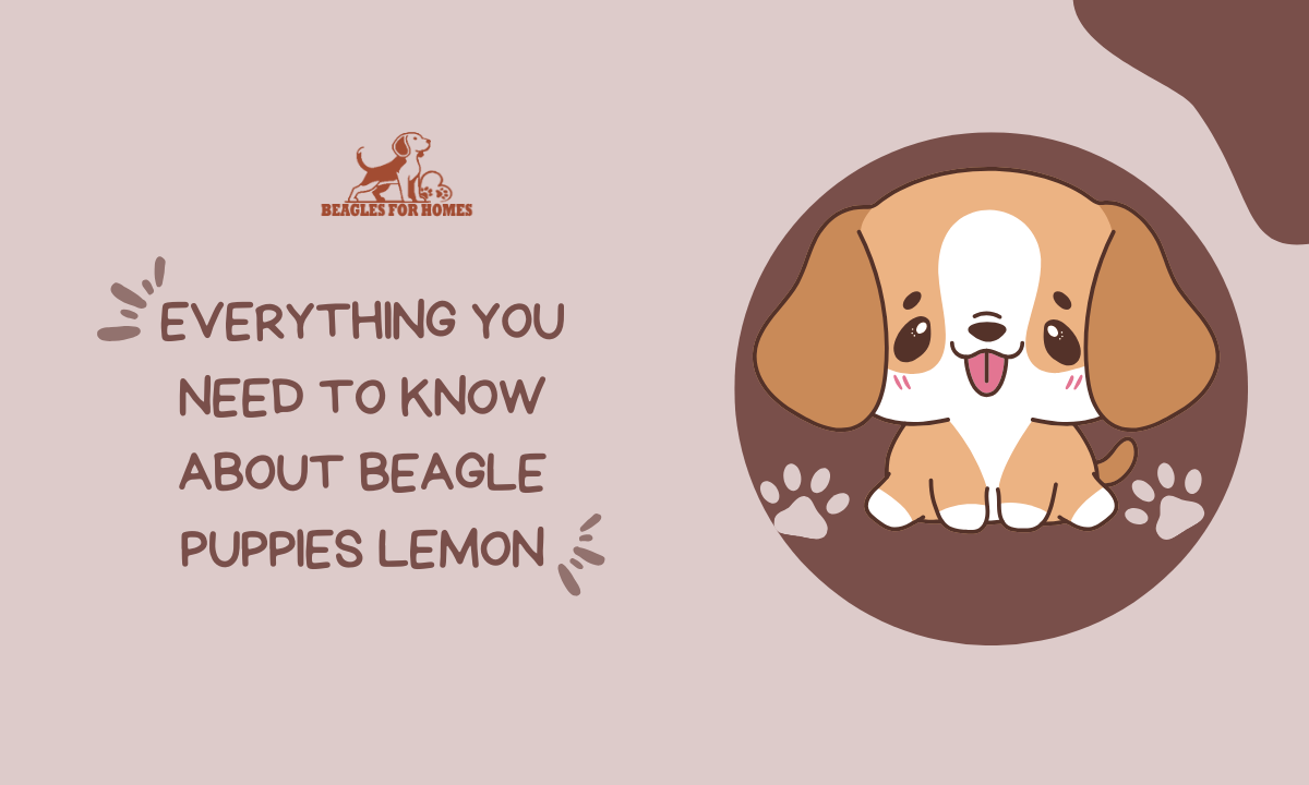 Beagle Puppies Lemon