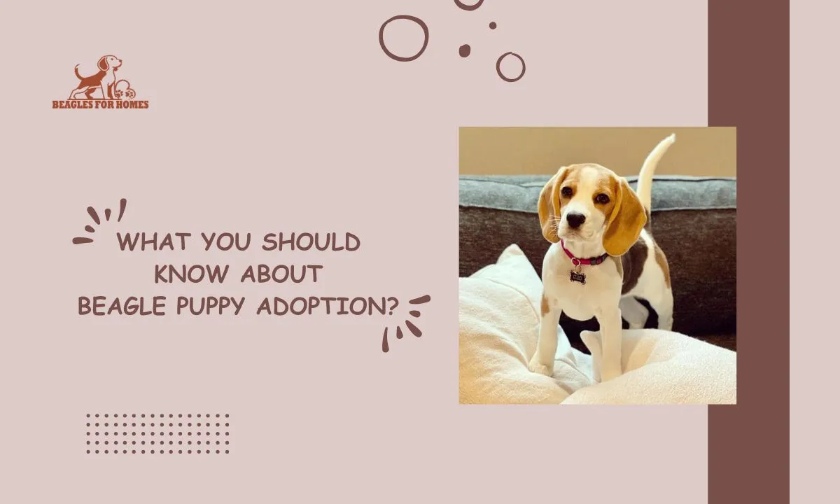 Beagle Puppy Adoption