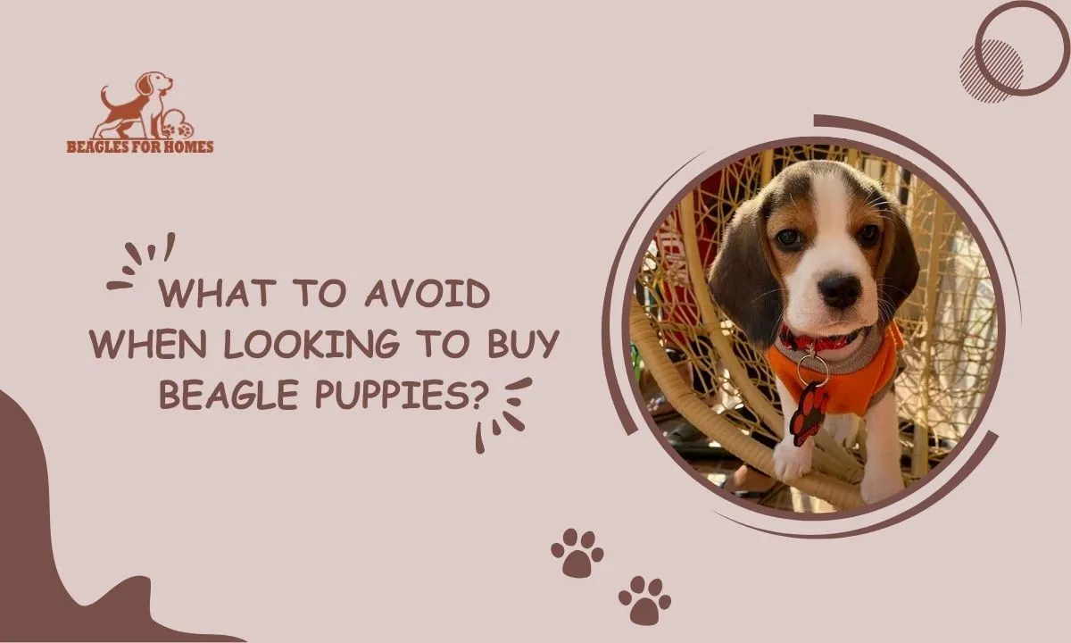 Buy Beagle Puppies
